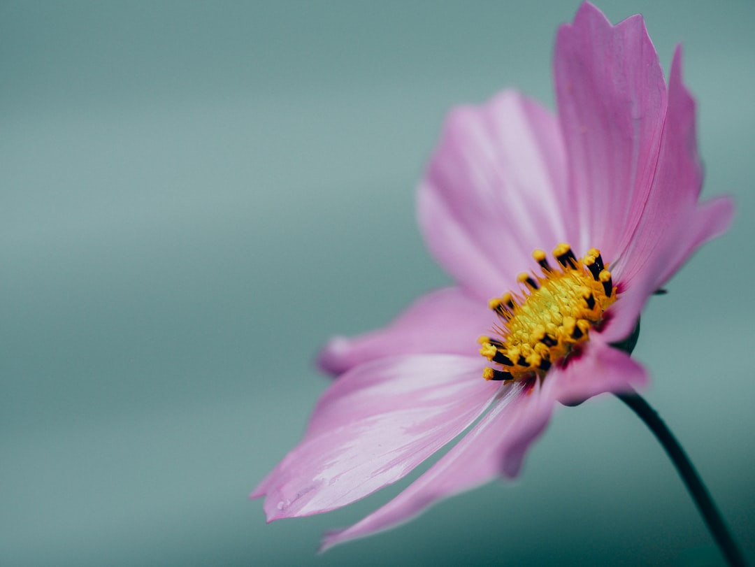 Cosmos Interchain Privacy: Enhancing Blockchain Confidentiality